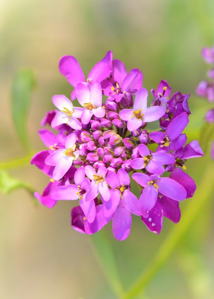 Violet Harmony — Wild Blossom Cluster