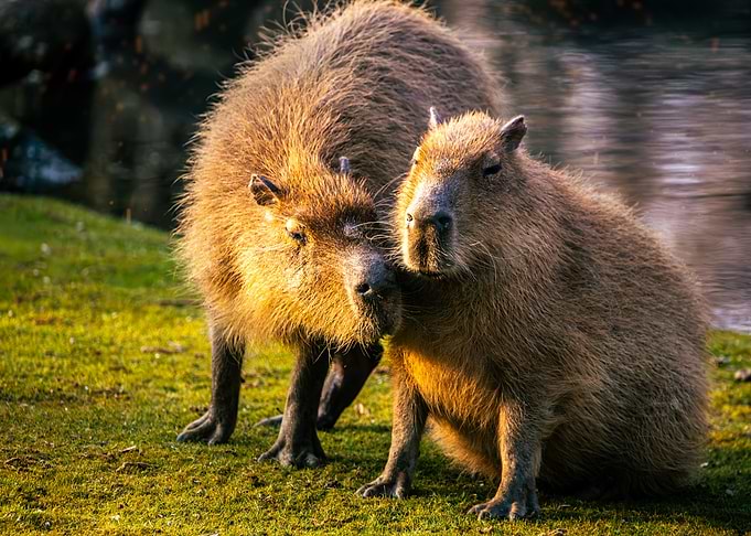 Two Capybaras in Golden Sunlight
