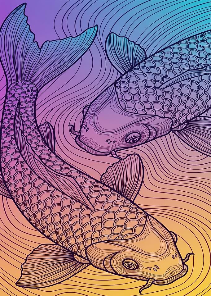 Two Koi Fish in Gradient Water