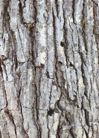 Tree Bark