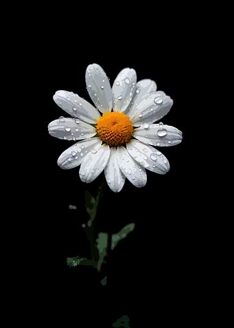 Daisy with Water Droplets