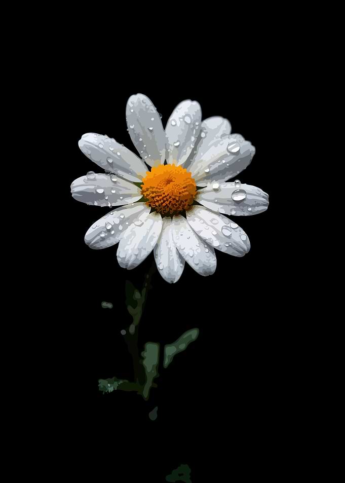 Daisy with Water Droplets