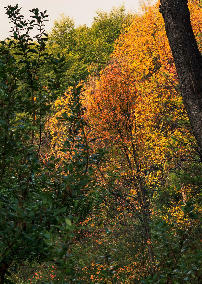 Autumn Forest with Golden Leaves