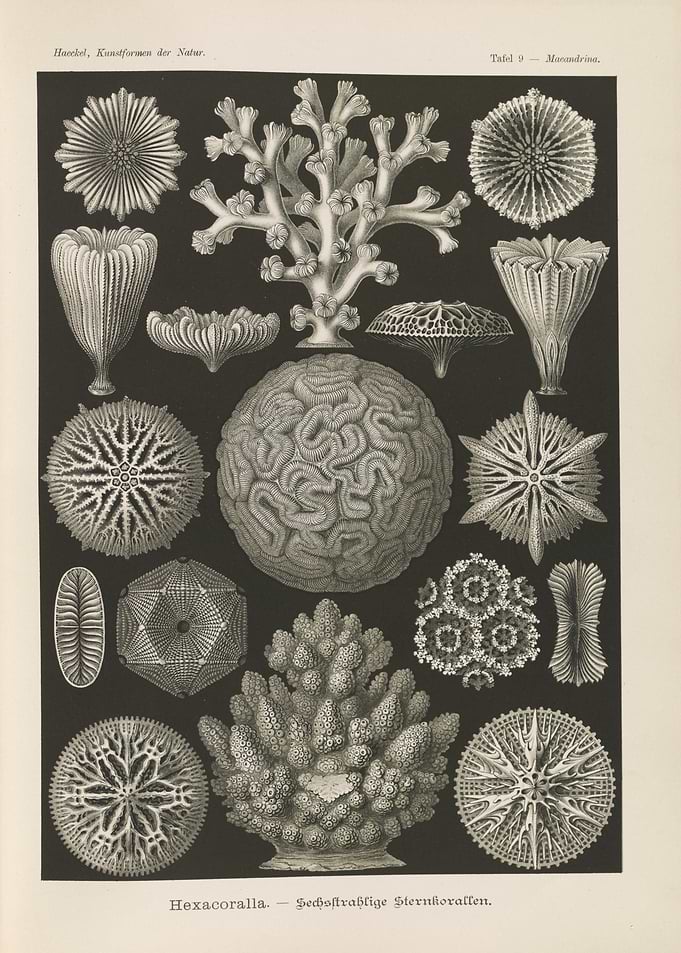 Vintage Illustration of Corals