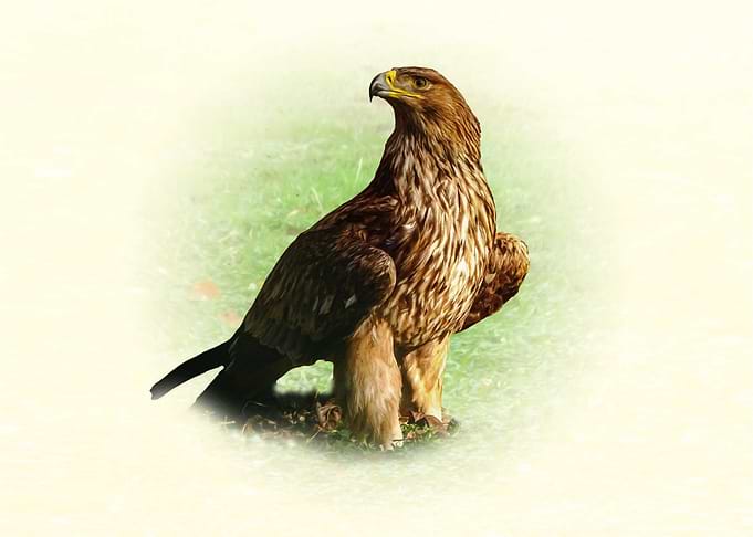 Majestic Eagle Perched on Grass