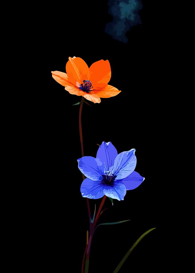 Two Flowers on Black Background