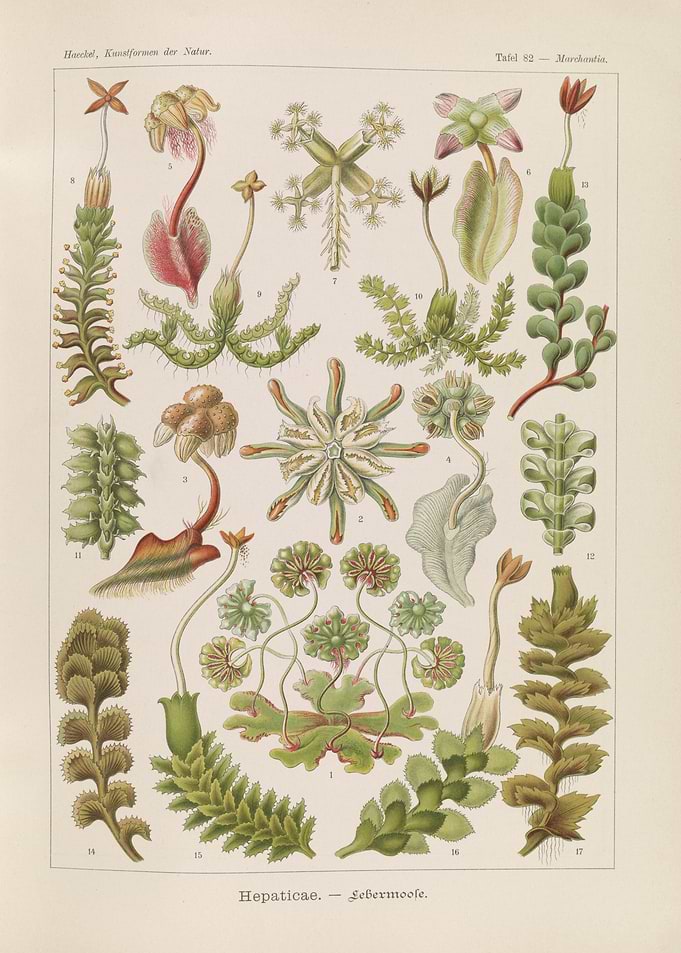 Vintage Botanical Illustration of Liverworts