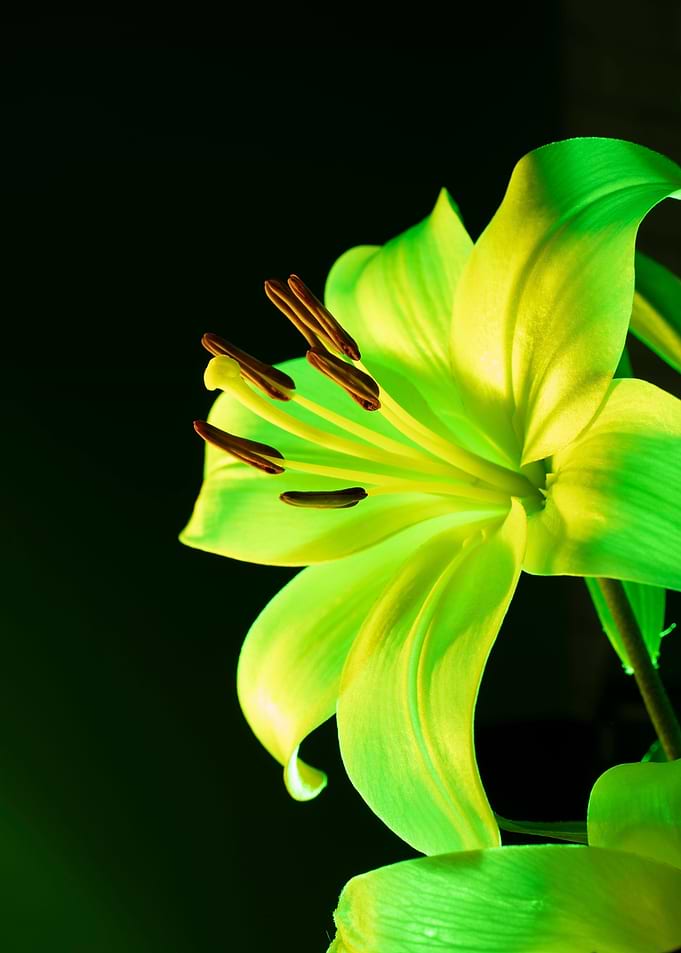 Close-up of a luminous green lily