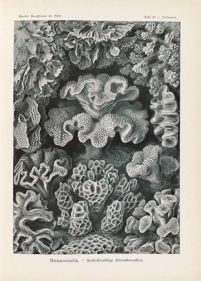 Vintage Illustration of Corals