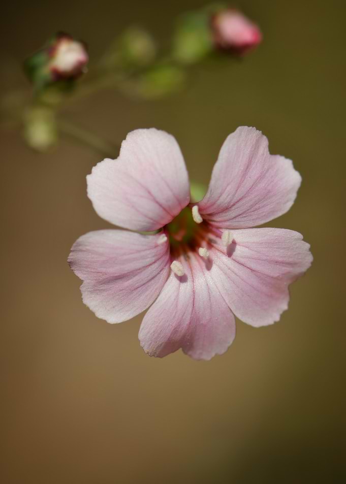 Blush Serenity — Wild Pink Bloom