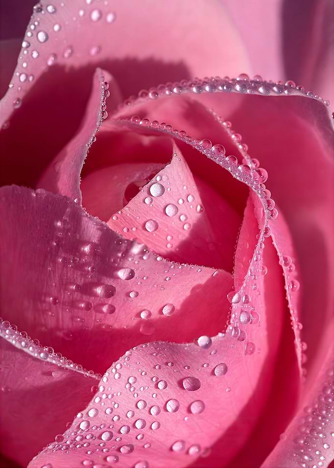 Pink Rose with Dewdrops