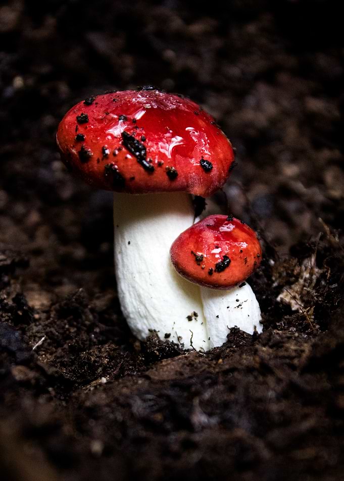 Two Red Mushrooms in Soil
