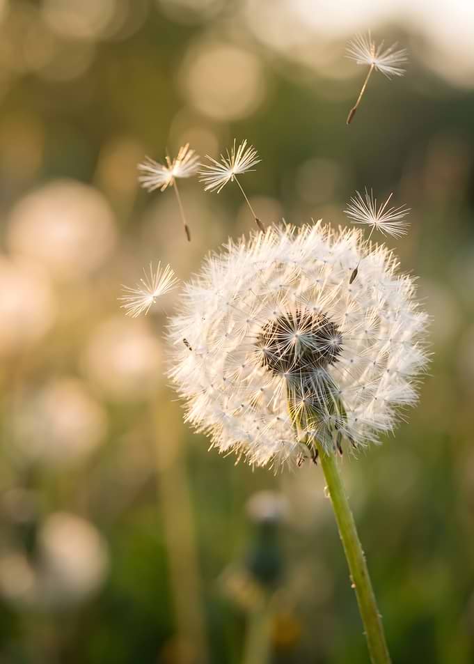 Dandelion seeds blowing in the wind