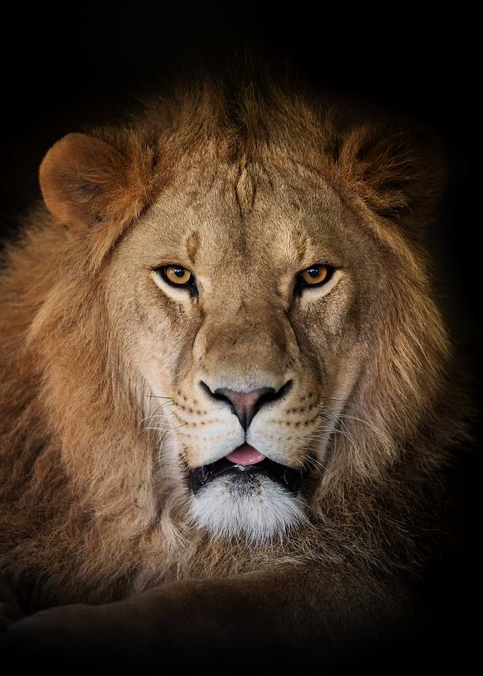 Close-up of a Lion's Face