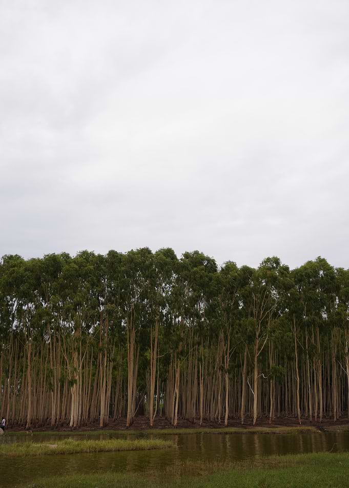 Eucalyptus trees by the water