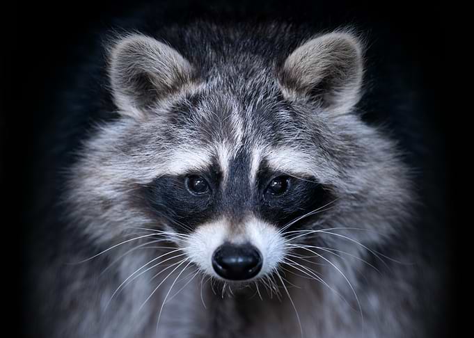 Close-up of a Raccoon's Face