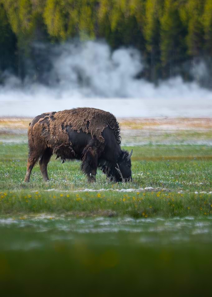 Grazing bison among geysers