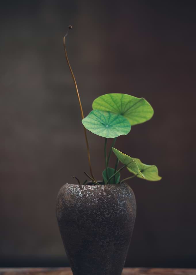 Small plant in a rustic pot