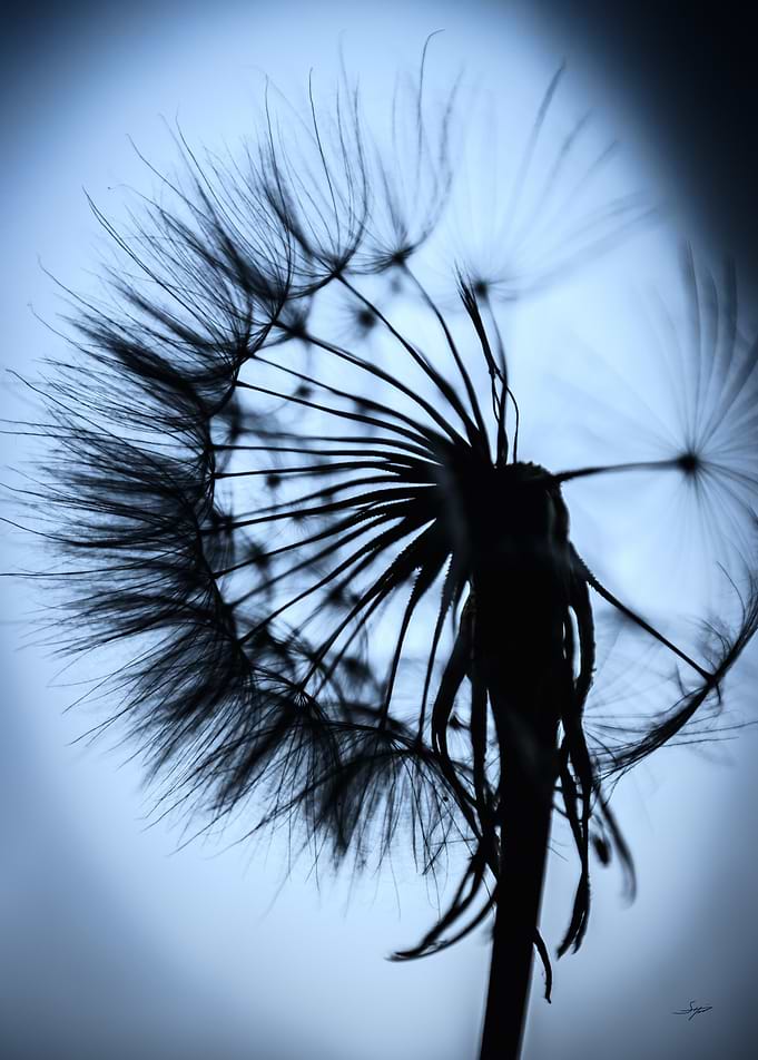 Dandelion