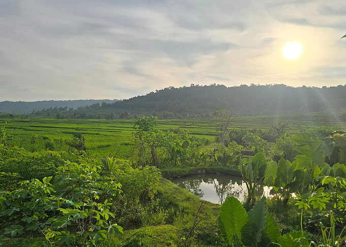 Sunrise over lush green rice paddies