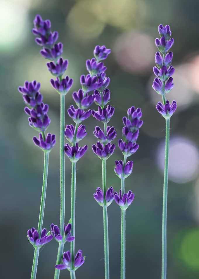 Close-up of Lavender Stalks