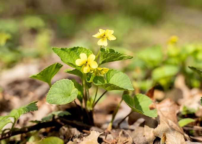 Yellow Violet Wildflowers in Forest