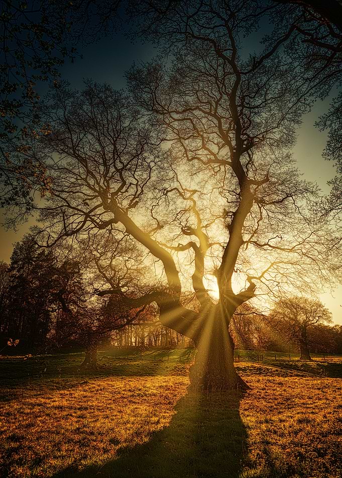 Sunbeams through ancient oak tree