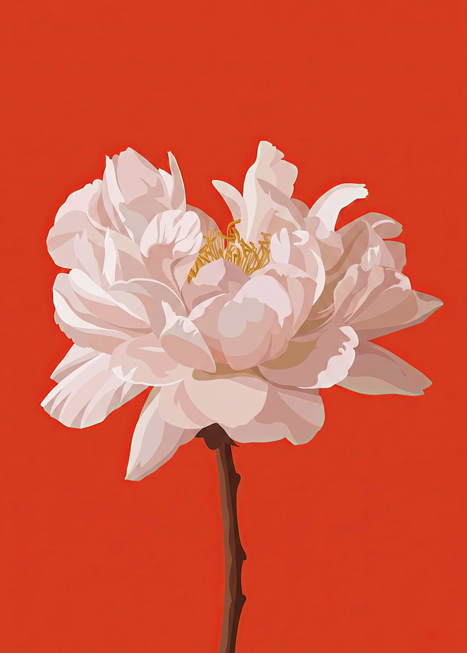 Pale Pink Peony on Red Background