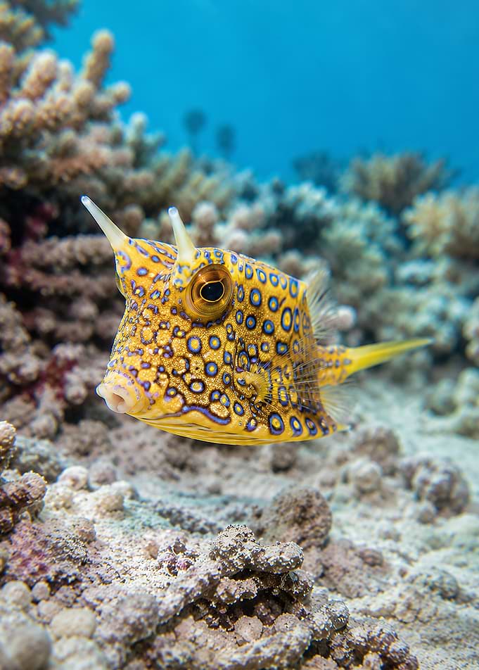 Yellow Boxfish with Blue Spots