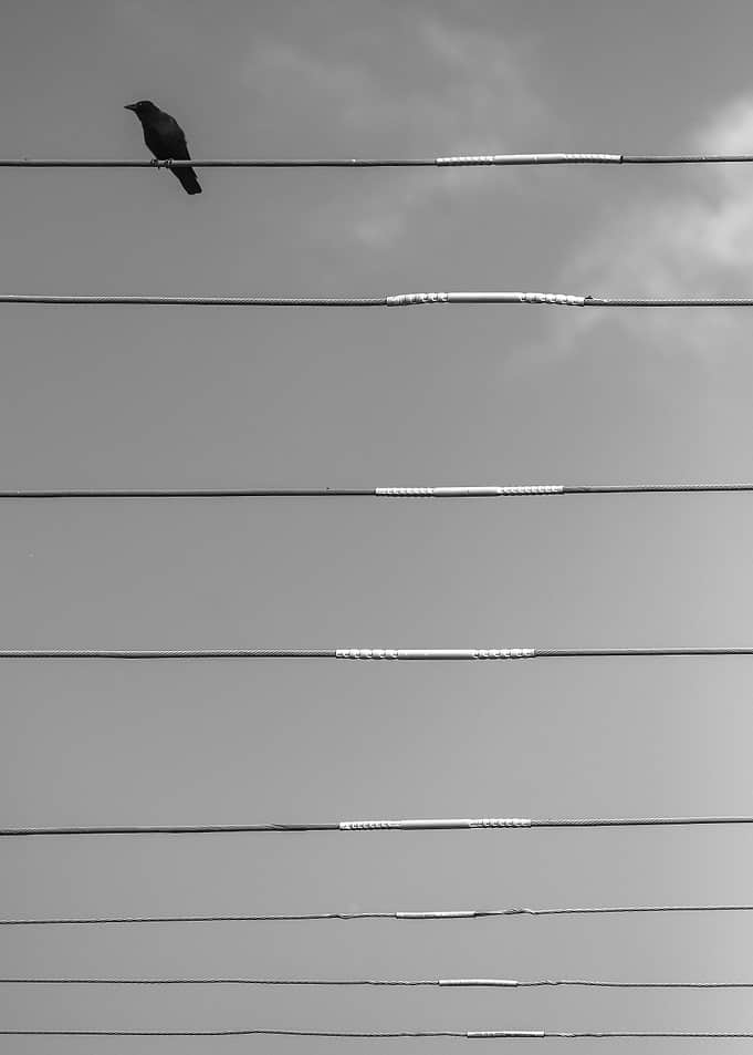 Crow Puzzle