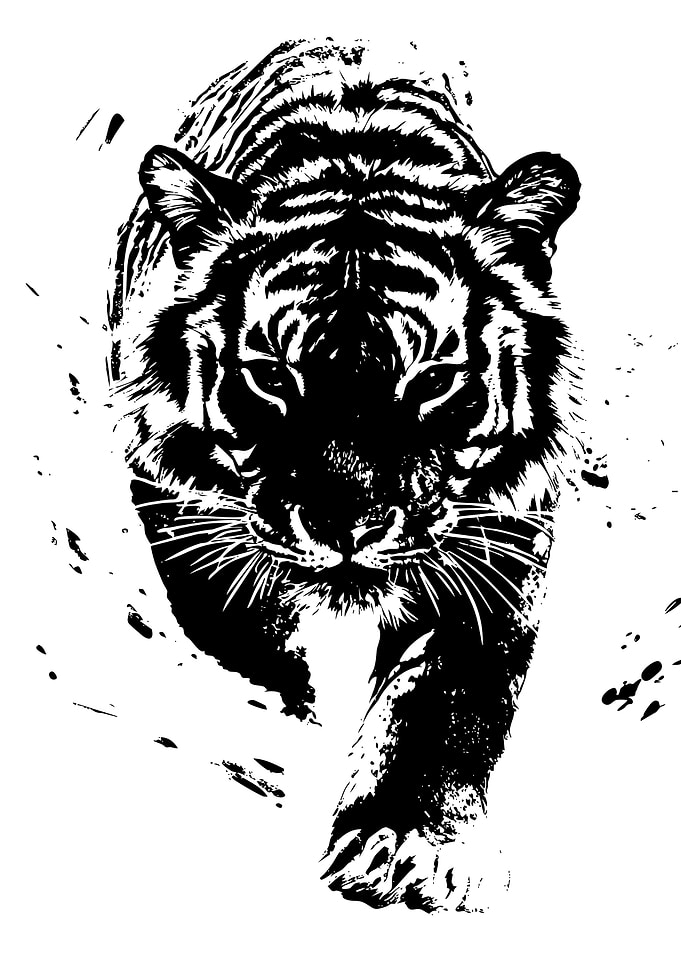 Black and White Tiger Portrait