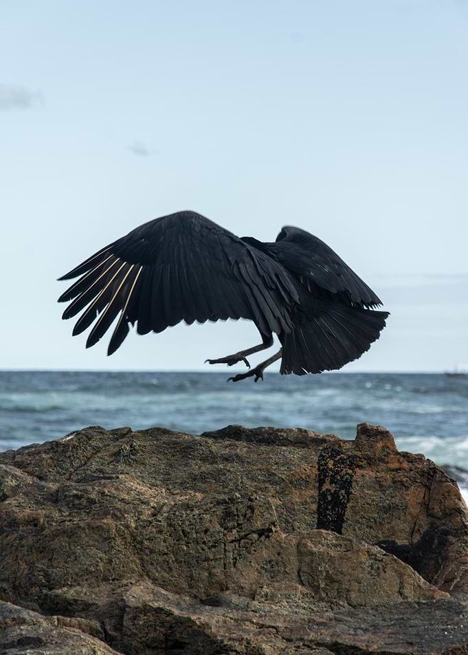 Black Vulture Landing on Rocks by the Sea
