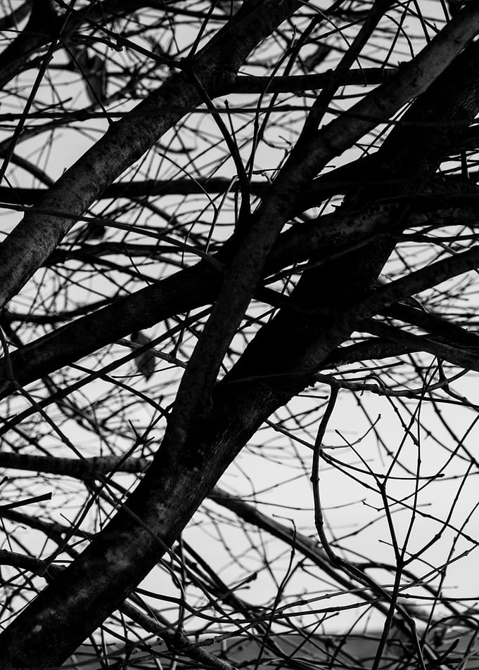 Bare Tree Branches Against Sky