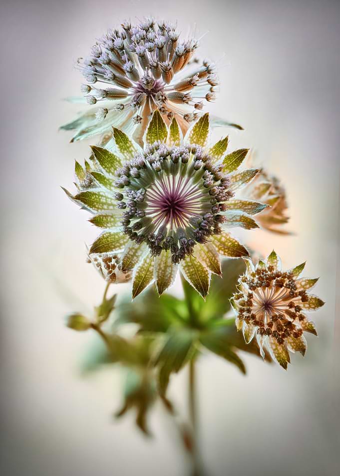 Close-up of Astrantia Flowers