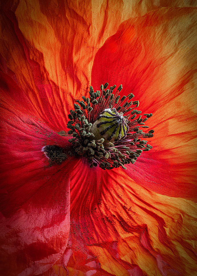 Close-up of a vibrant red and orange poppy flower