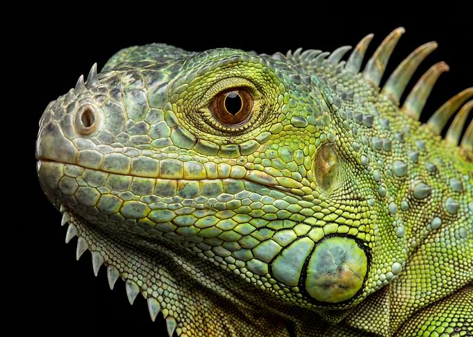 Close-up of a Green Iguana's Head