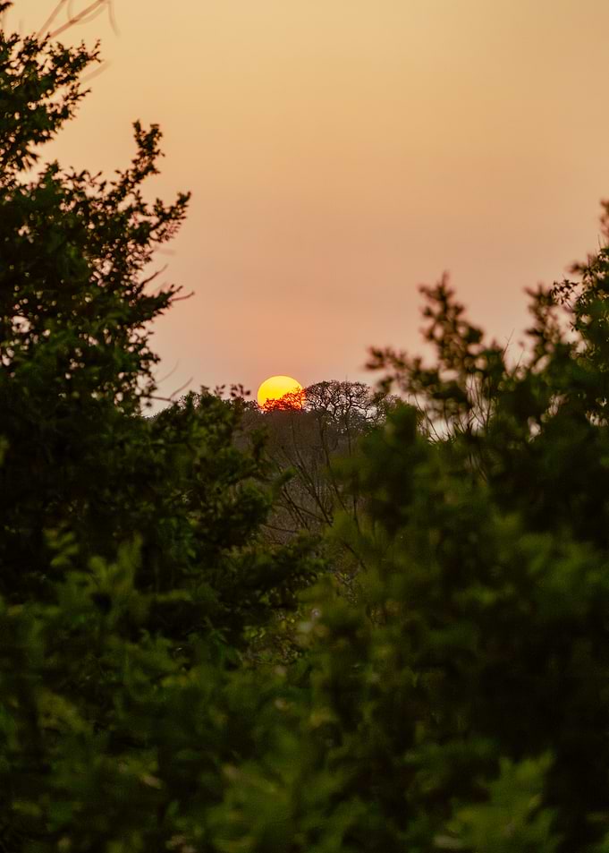 Sunset over a forest canopy
