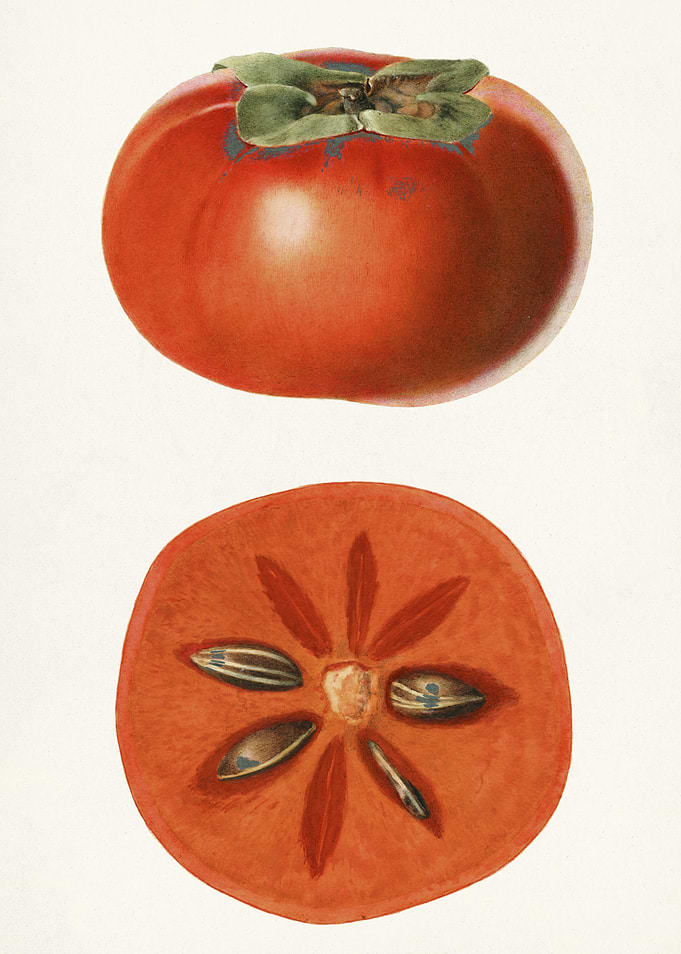 Persimmon Fruit Illustration