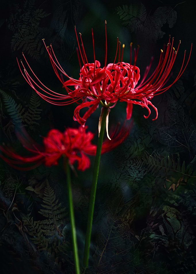 Red Spider Lilies in Dark Forest