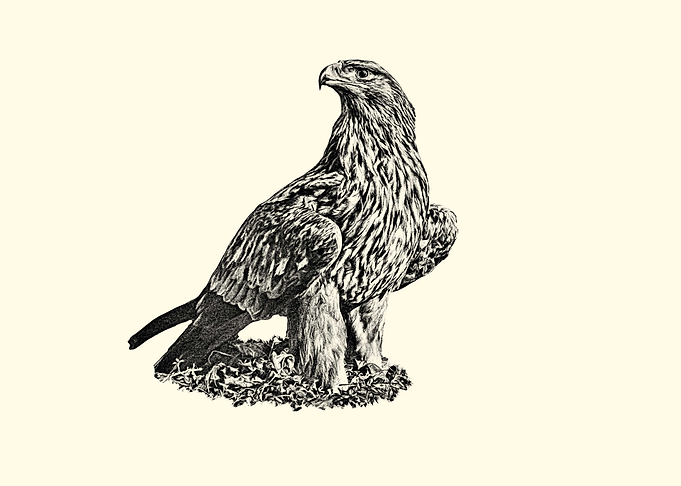 Detailed Eagle Illustration