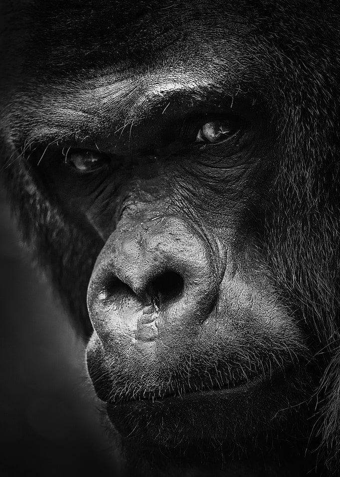 Close-up of a Gorilla's Face