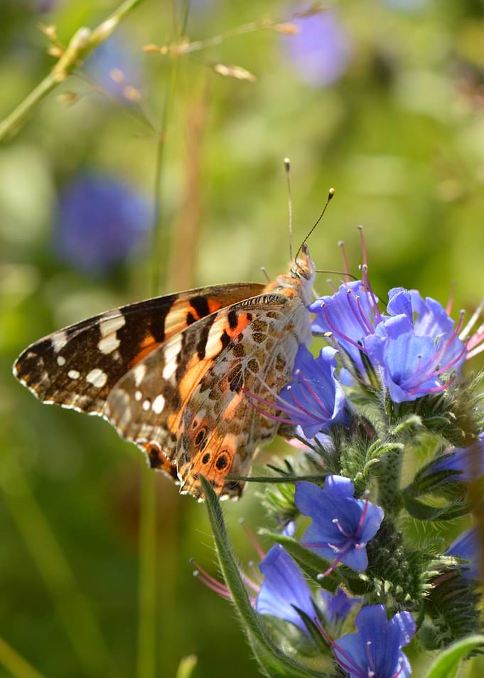 Painted Visitor — Butterfly Grace