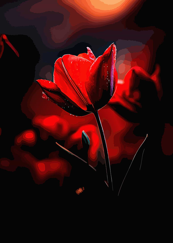 Red Tulip with Water Droplets