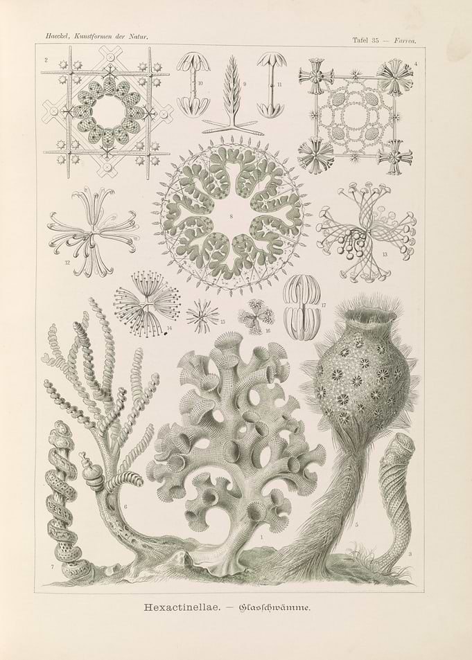 Haeckel's Hexactinellidae - Glass Sponges