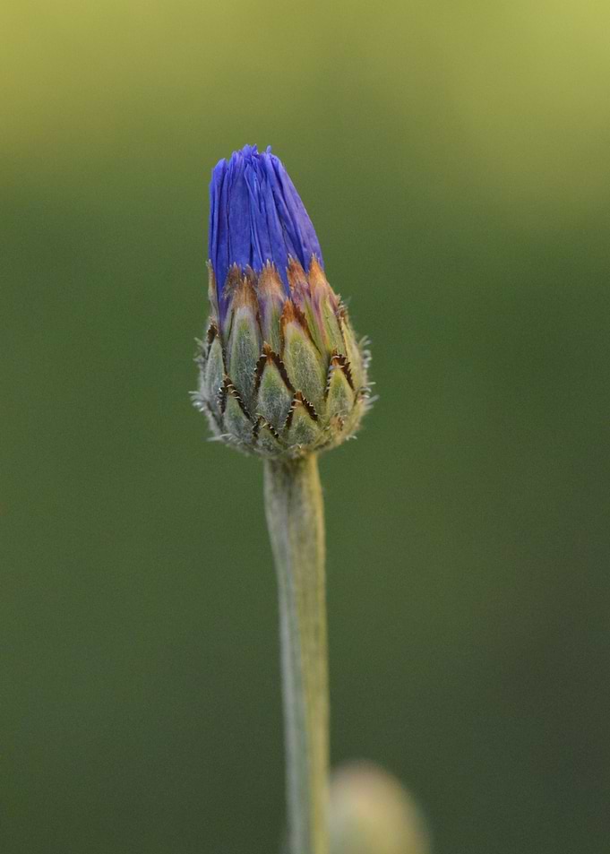 Sapphire Promise — Blue Blossom Bud