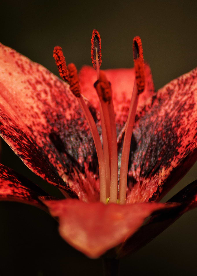 Crimson Heart — Lily Essence