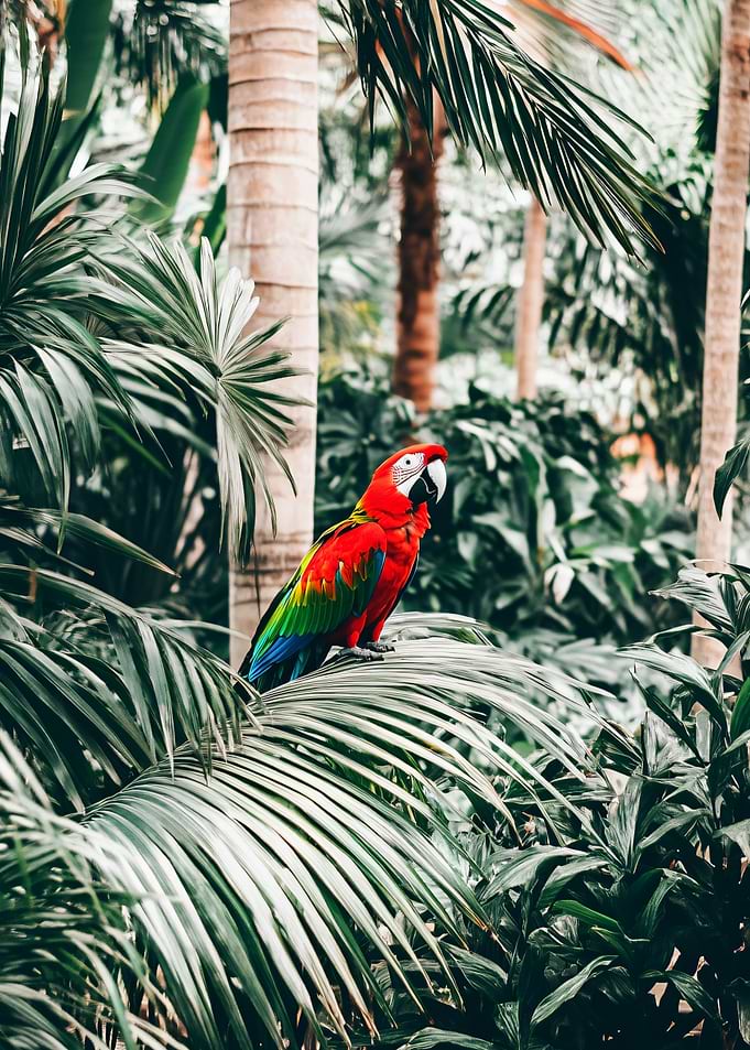 Scarlet Macaw in Tropical Foliage