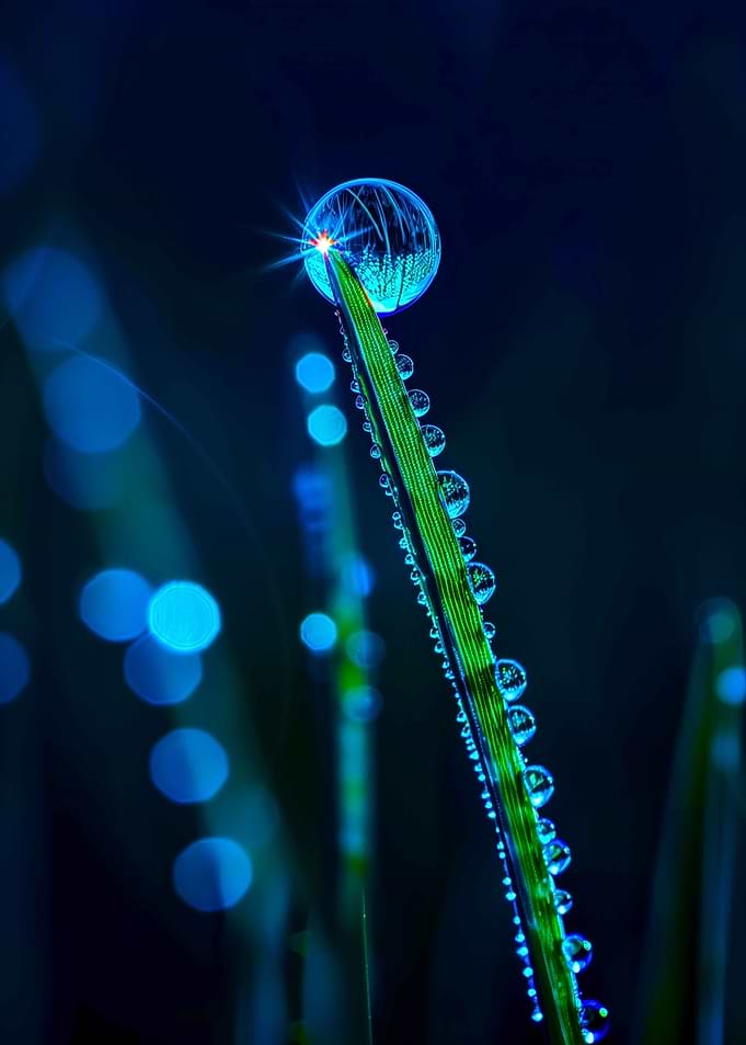 Dewdrop on a blade of grass