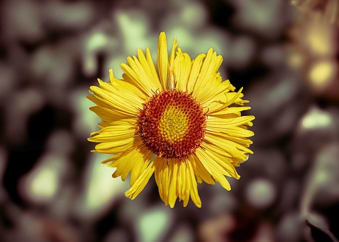 Close-up of a yellow daisy