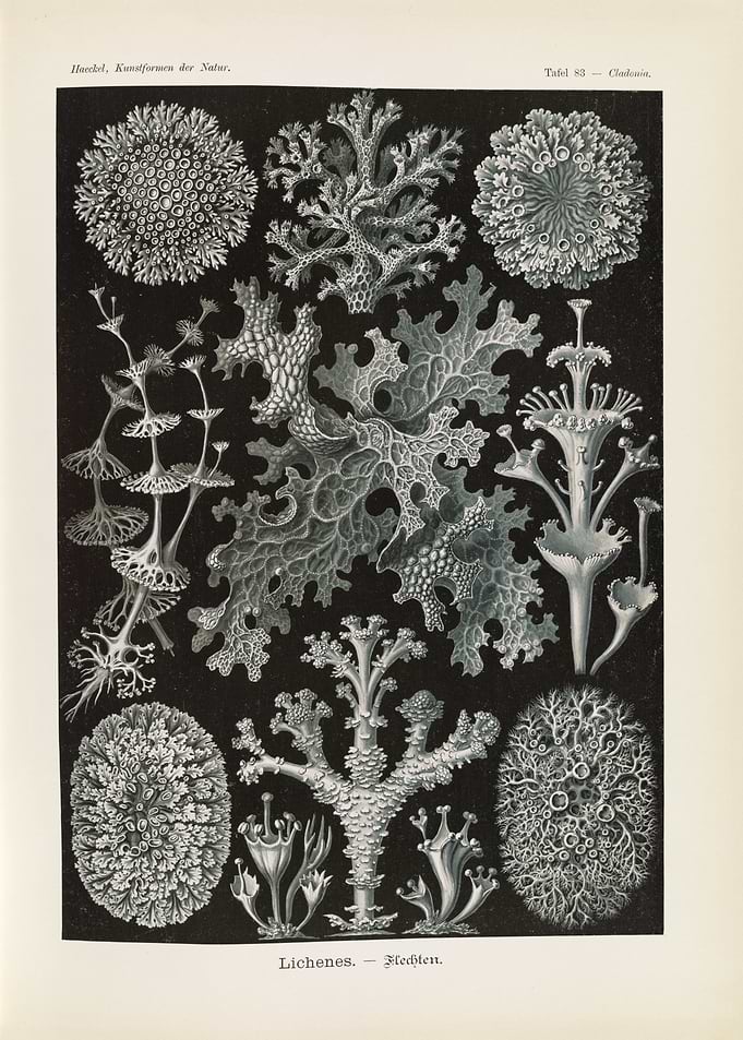 Vintage Lichen Illustrations